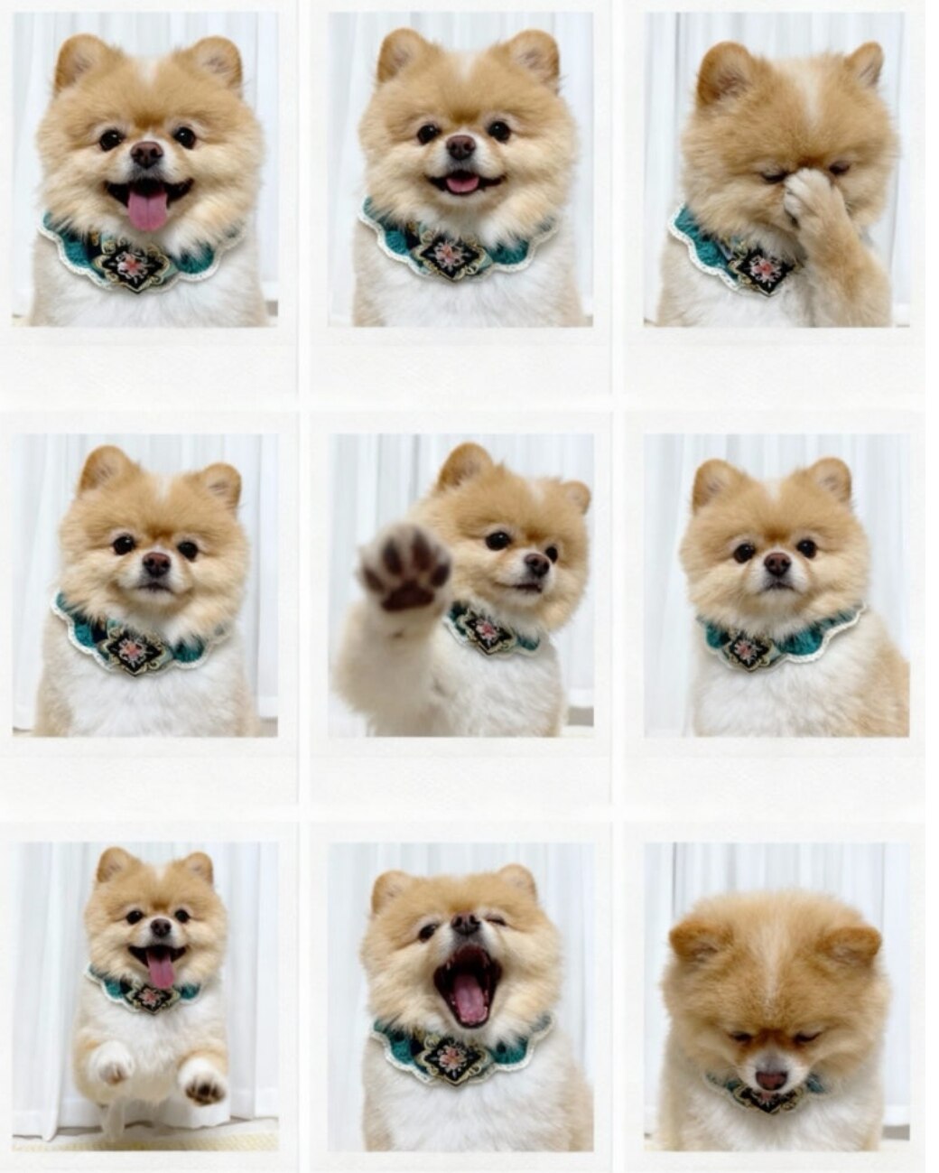 뷰티캠 반려동물 필터 결과