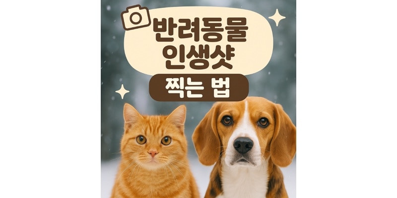 올겨울 반려동물 인생샷 찍는 법 (국내 핫스팟 추천)