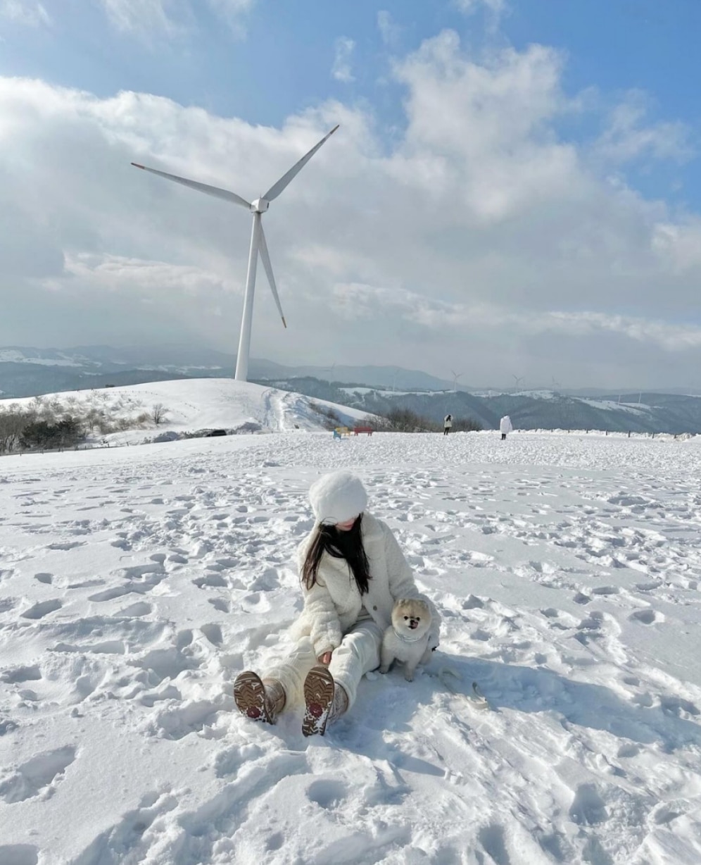 평창 대관령 양떼목장 겨울 설경