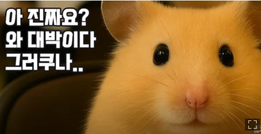 김햄찌이미지