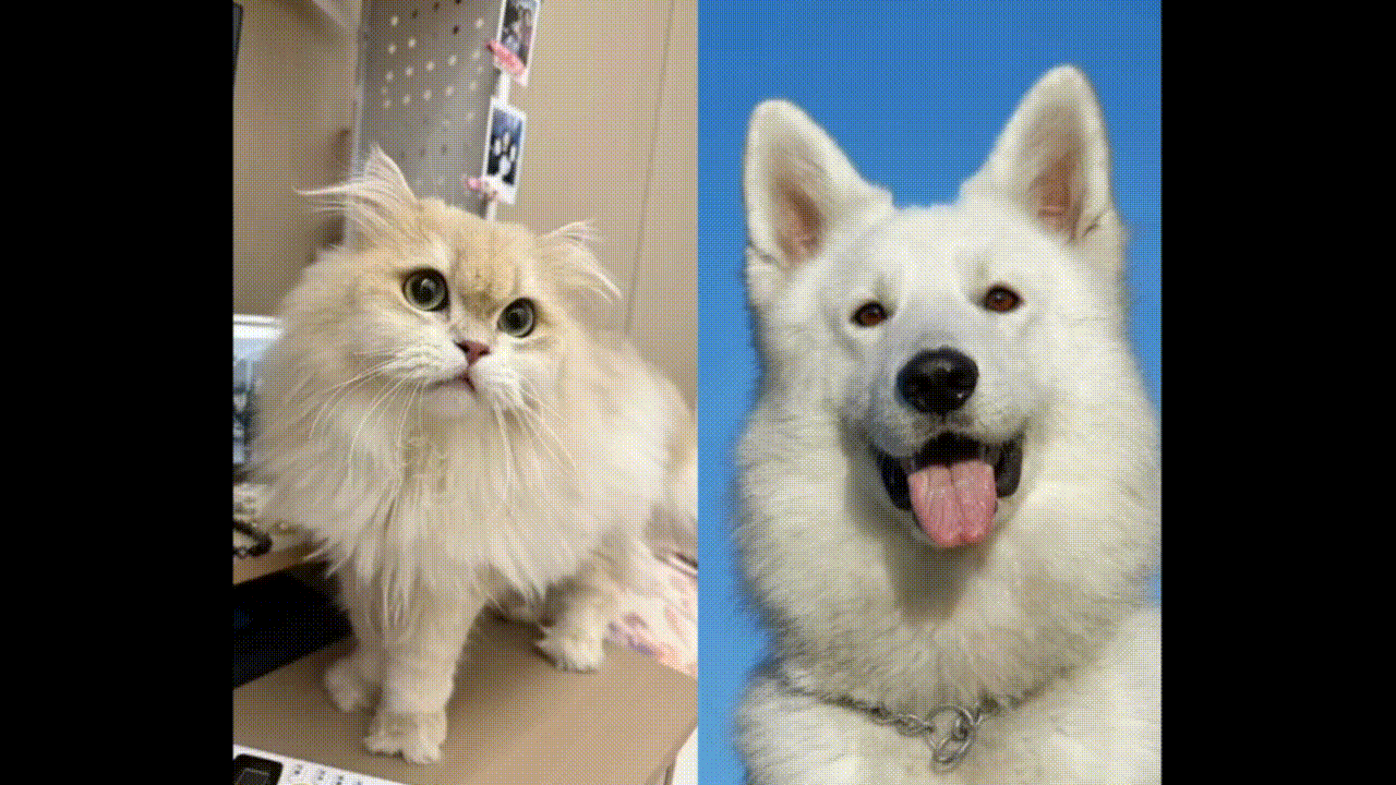 필모라 AI 필터 예식