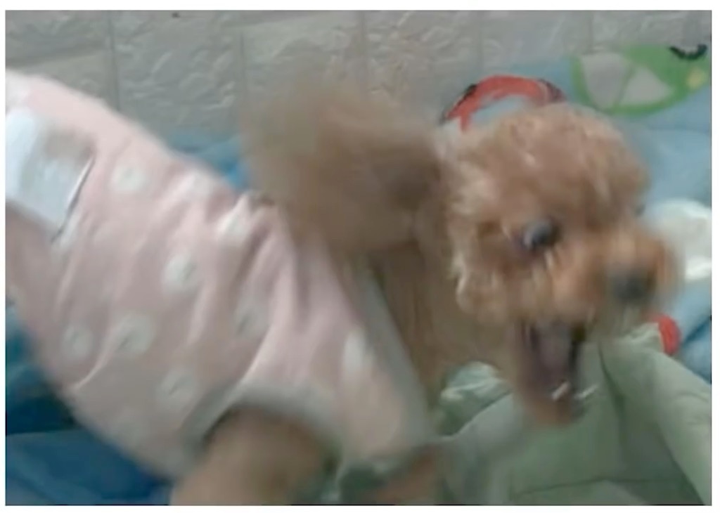 가만있지 않는 강아지 사진