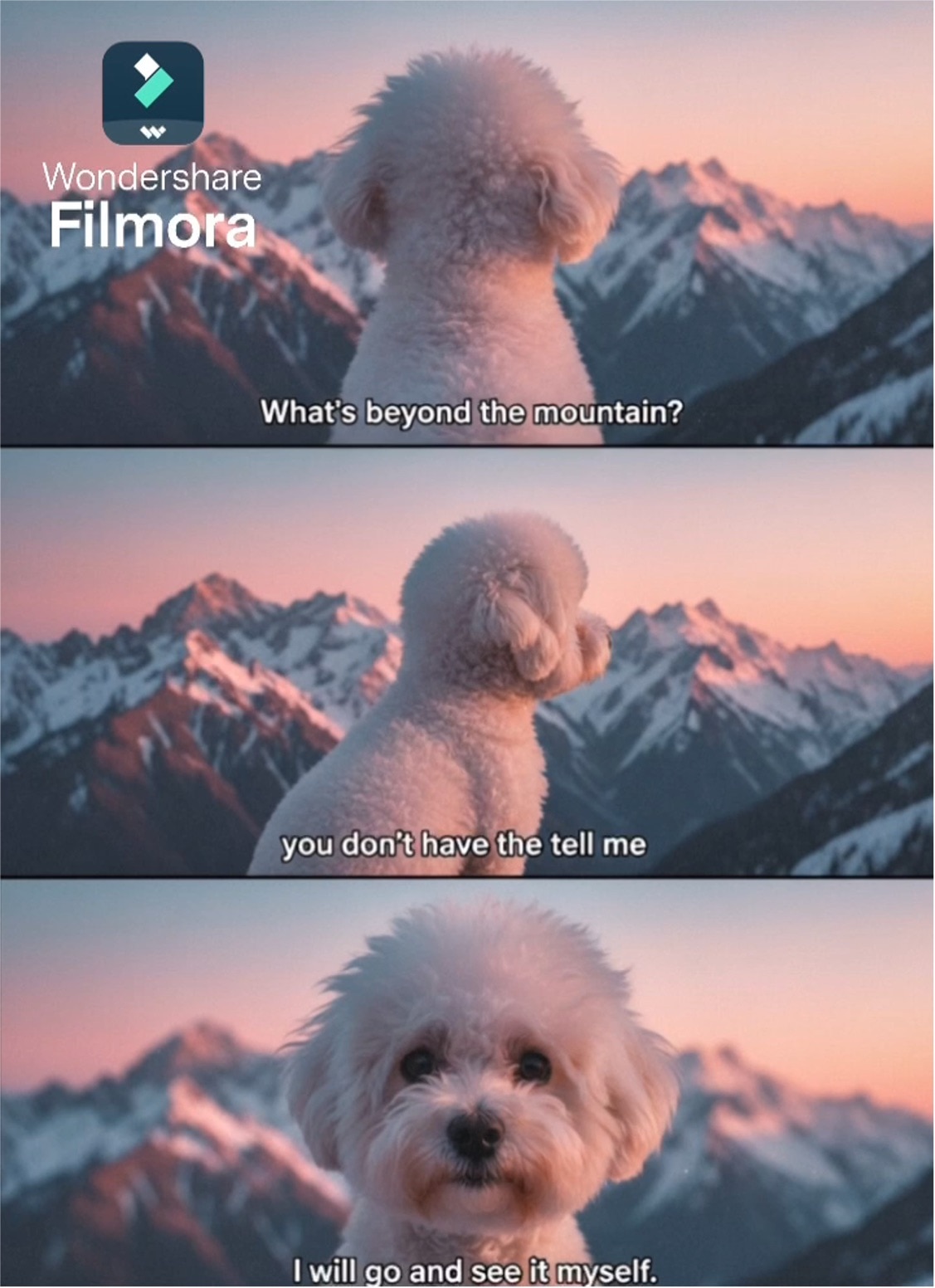 강아지 겨울 세컷