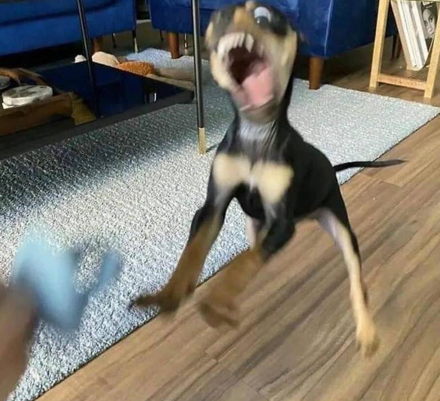 포즈 잡기 힘든 강아지