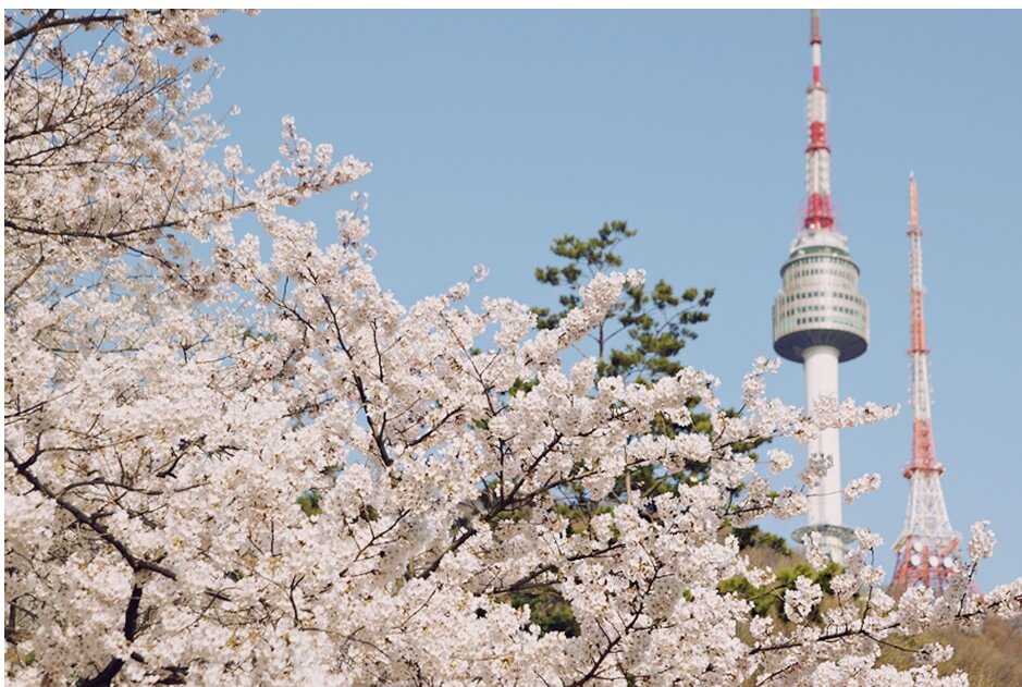 01 봄꽃 산행지 브이로그 - 서울 남산