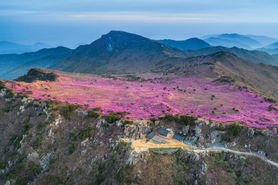 03 봄꽃 산행지 브이로그 - 대구 비슬산