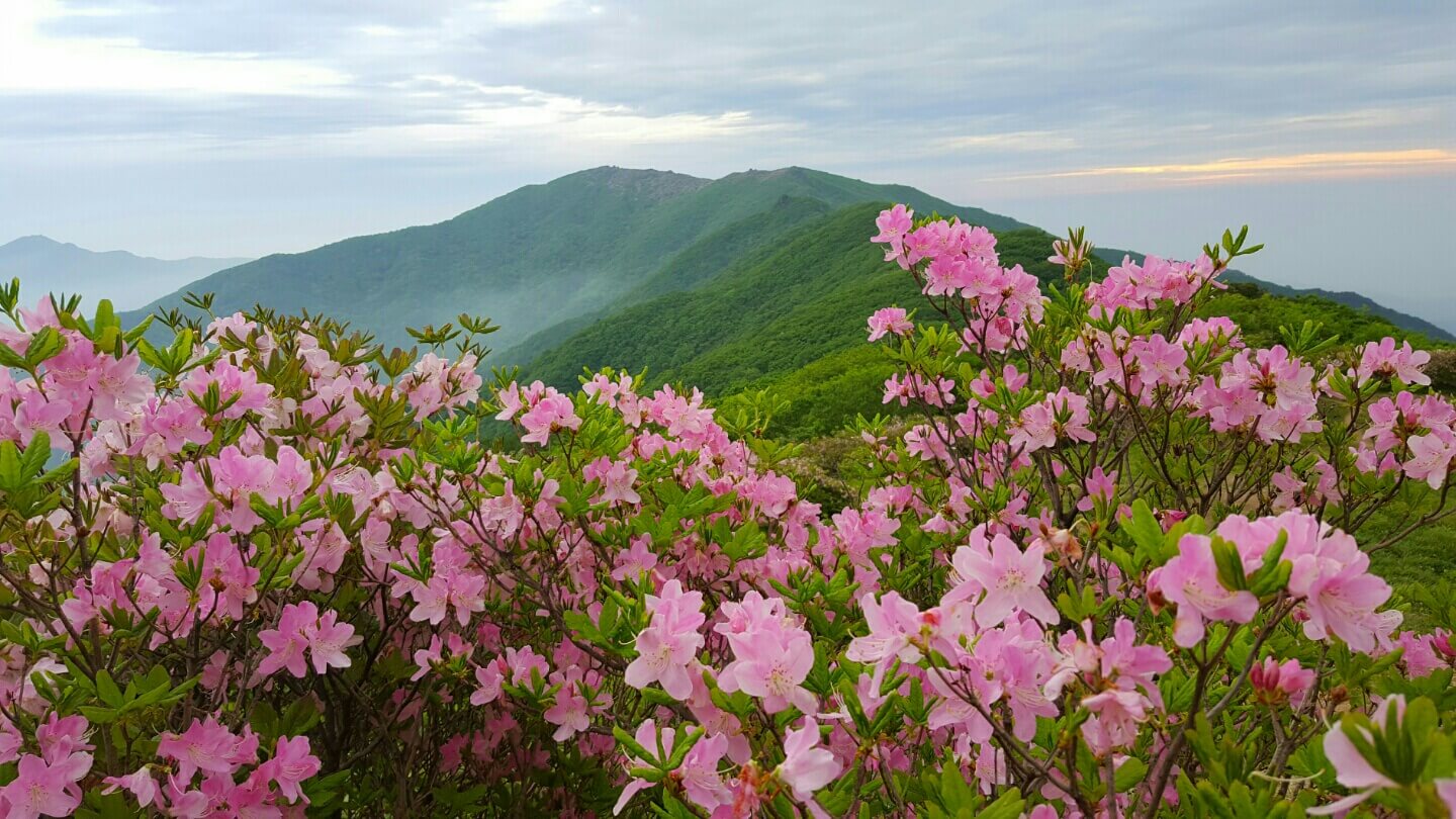 05 봄꽃 산행지 브이로그 - 소백산 철쭉